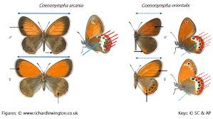 Attēlu rezultāti vaicājumam “Coenonympha arcania”