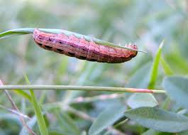 Attēlu rezultāti vaicājumam “Noctuidae”