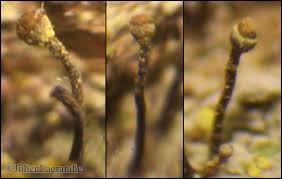 Attēlu rezultāti vaicājumam “Chaenotheca chlorella”