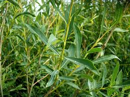 Attēlu rezultāti vaicājumam “Salix purpurea”