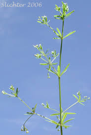 Attēlu rezultāti vaicājumam “Galium trifidum”