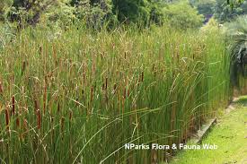 Attēlu rezultāti vaicājumam “Typha angustifolia”