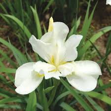 Attēlu rezultāti vaicājumam “Iris sibirica flower”