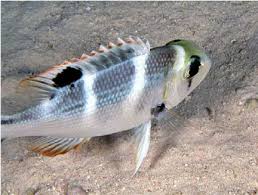 Image result for Monotaxis grandoculis