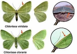 Attēlu rezultāti vaicājumam “Chlorissa viridata”