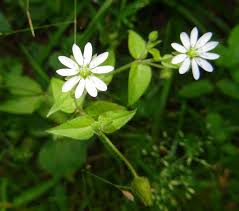 Attēlu rezultāti vaicājumam “Stellaria nemorum bud”