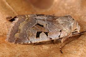 Attēlu rezultāti vaicājumam “Orthosia gothica”