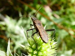 Attēlu rezultāti vaicājumam “Alydus calcaratus”