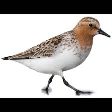 Attēlu rezultāti vaicājumam “Calidris”