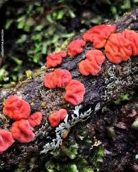 Attēlu rezultāti vaicājumam “Peniophora rufa”