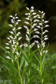 Attēlu rezultāti vaicājumam “Cephalanthera longifolia”
