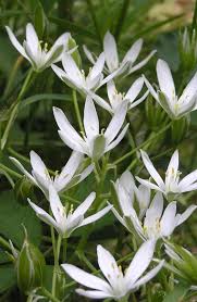 Attēlu rezultāti vaicājumam “Ornithogalum umbellatum flower”