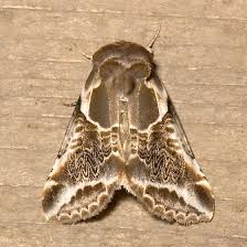 Attēlu rezultāti vaicājumam “Badhamiopsis scripta sessile”