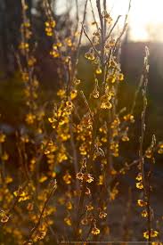 Attēlu rezultāti vaicājumam “Hamamelis vernalis flower”