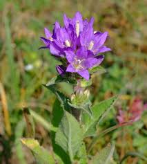 Image result for Campanula moesiaca