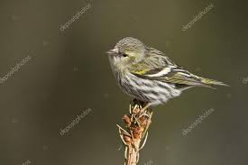Attēlu rezultāti vaicājumam “Carduelis spinus female”