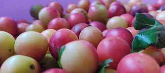 Attēlu rezultāti vaicājumam “Prunus cerasifera fruit”