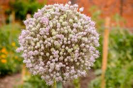 Attēlu rezultāti vaicājumam “Allium cepa flower”