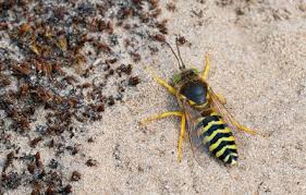 Attēlu rezultāti vaicājumam “Bembix rostrata”