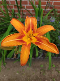 Attēlu rezultāti vaicājumam “Lilium lancifolium bud”