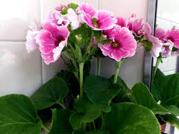 Image result for Primula obconica