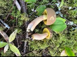 Attēlu rezultāti vaicājumam “Xerocomus subtomentosus”