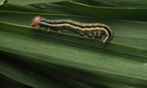 Attēlu rezultāti vaicājumam “Therevidae larva”