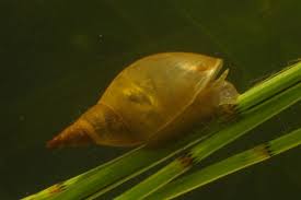 Attēlu rezultāti vaicājumam “Lymnaea stagnalis”