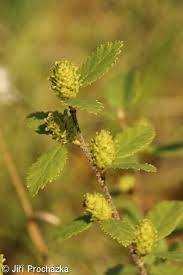 Attēlu rezultāti vaicājumam “Betula humilis female flower”