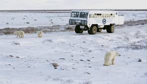 Image result for tundra buggy