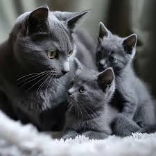 Afbeeldingsresultaat voor katten