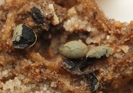 Attēlu rezultāti vaicājumam “Diderma subviridifuscum”