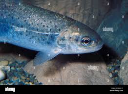 Image result for Salmo macrostigma
