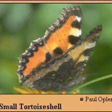 Attēlu rezultāti vaicājumam “Aglais urticae”