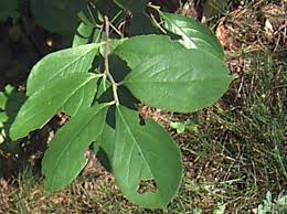 Attēlu rezultāti vaicājumam “Aronia melanocarpa leaf”