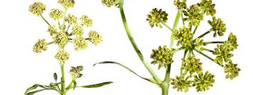 Image result for Liebstöckel