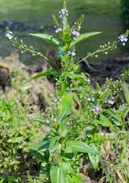 Attēlu rezultāti vaicājumam “Veronica anagallis-aquatica leaf”