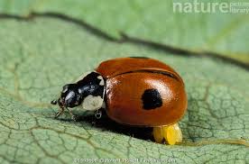 Attēlu rezultāti vaicājumam “Adalia bipunctata”