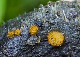 Attēlu rezultāti vaicājumam “Cheilymenia stercorea”