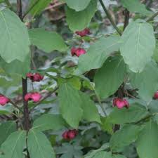 Attēlu rezultāti vaicājumam “Parnassiaceae”