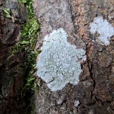 Attēlu rezultāti vaicājumam “Pertusaria leioplaca”