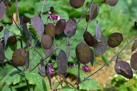 Attēlu rezultāti vaicājumam “Lunaria annua leaf”
