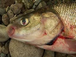 Image result for Coregonus artedi