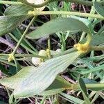 Attēlu rezultāti vaicājumam “Viscum album leaf”