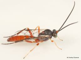 Attēlu rezultāti vaicājumam “Ichneumonidae cocoon”