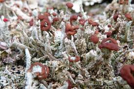 Attēlu rezultāti vaicājumam “Cladonia ramulosa”