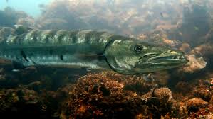 Image result for Dive Barracuda