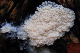 Attēlu rezultāti vaicājumam “Fuligo candida”