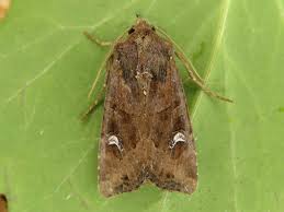 Attēlu rezultāti vaicājumam “Celaena leucostigma”