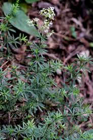 Attēlu rezultāti vaicājumam “Galium schultesii”